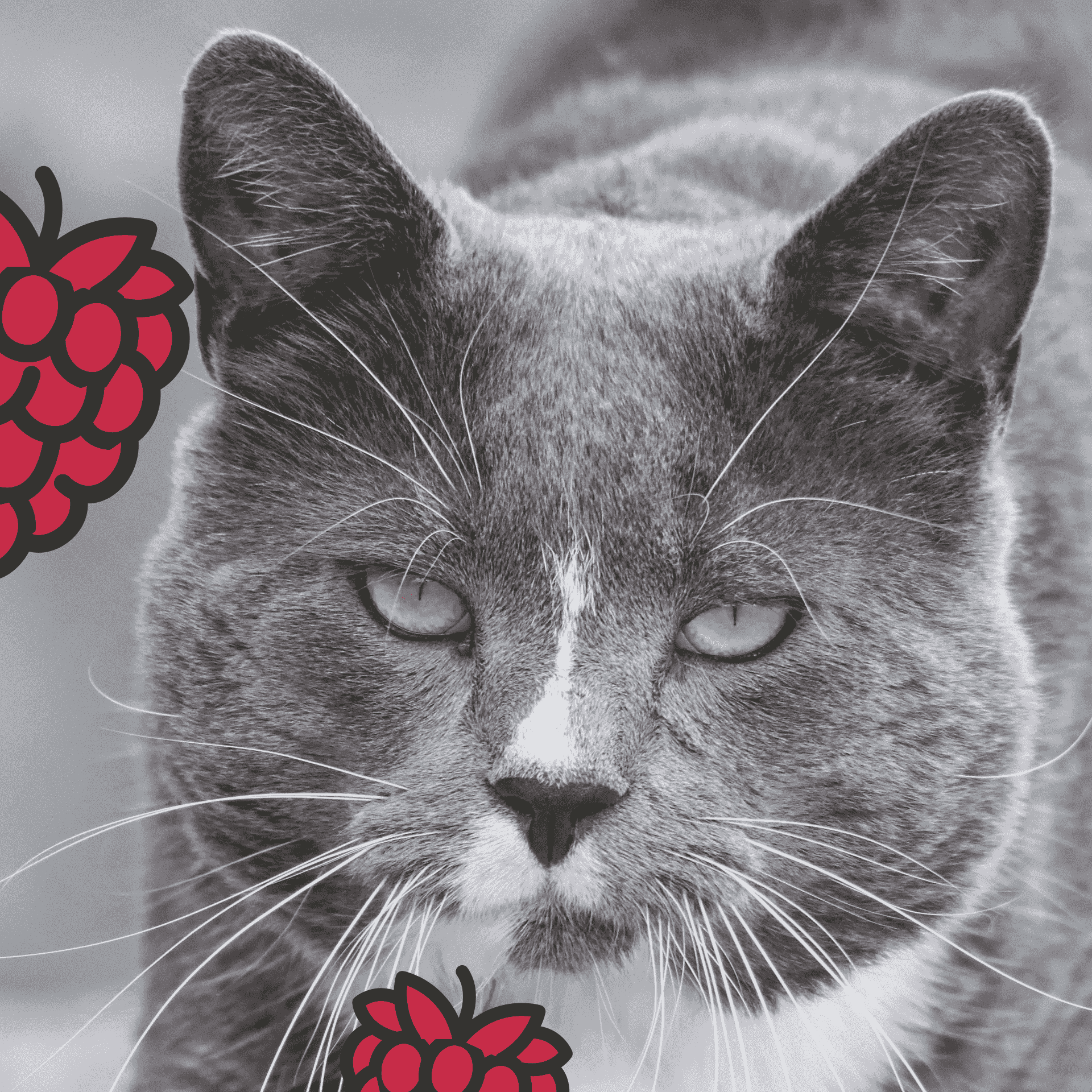 Un chat avec des fruits rouges